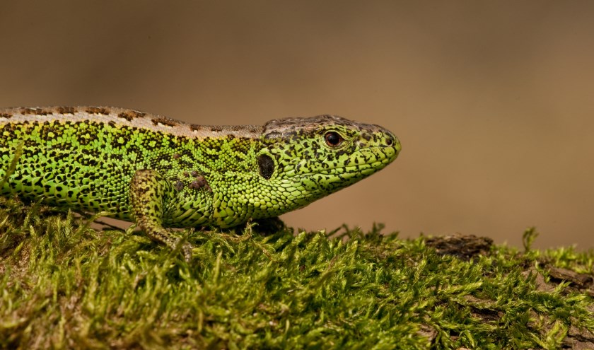 Zandhagedis. Foto: Pauls Cools
