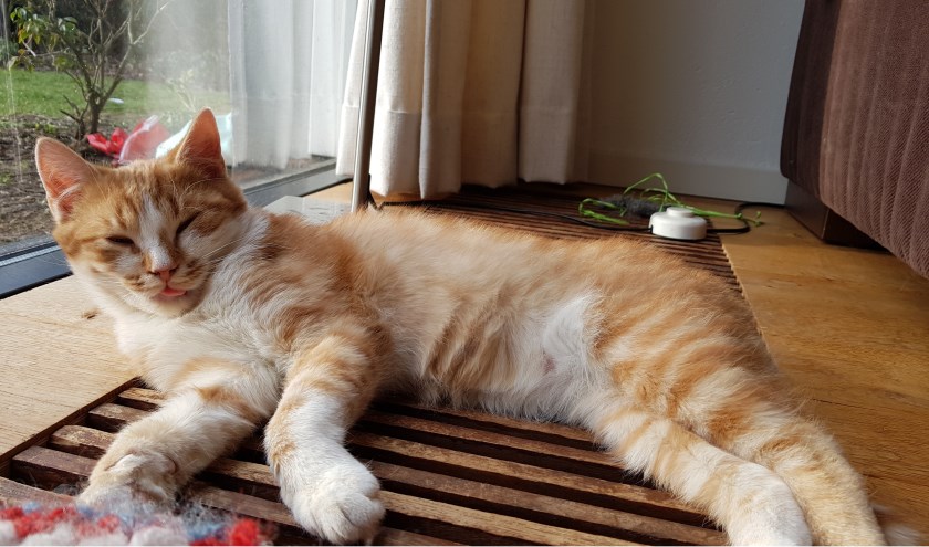 Fox wordt vermist; hij hoort thuis op de Haart. Foto: PR