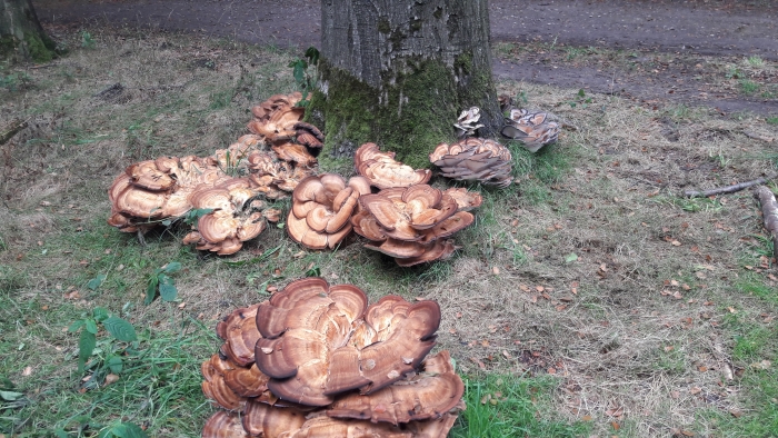 herfst in het Slangenburgse bos