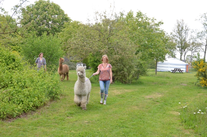 lopen met de alpaca's
