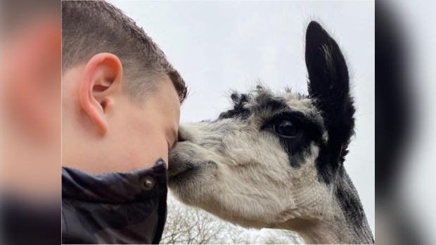 Alpaca Onderonsje