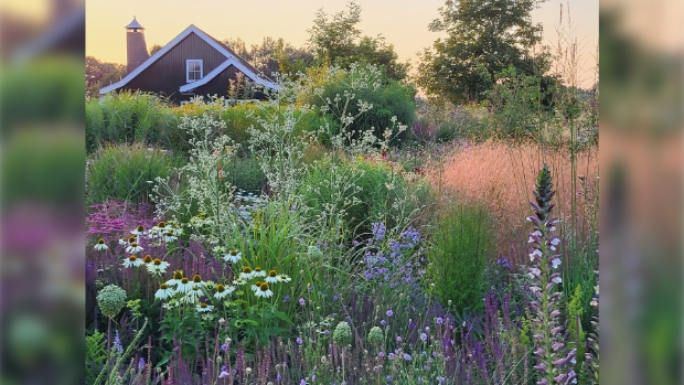 een kijkje in de wilde bloementuin