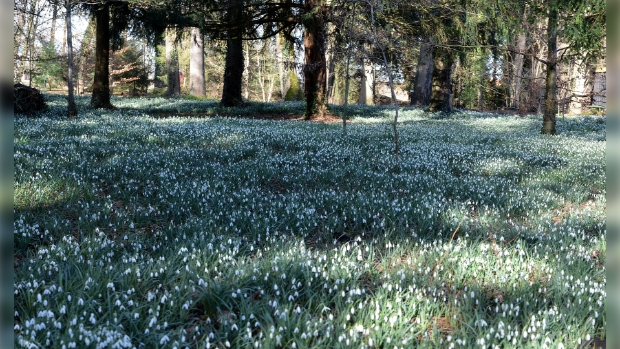 Sneeuwklokjesveld op De Wildenborch