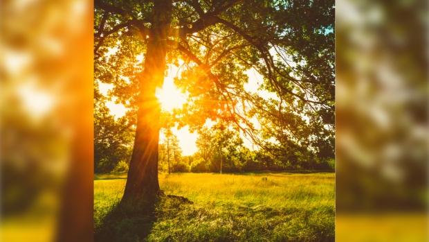 Midzomer Meditatie Wandeling 