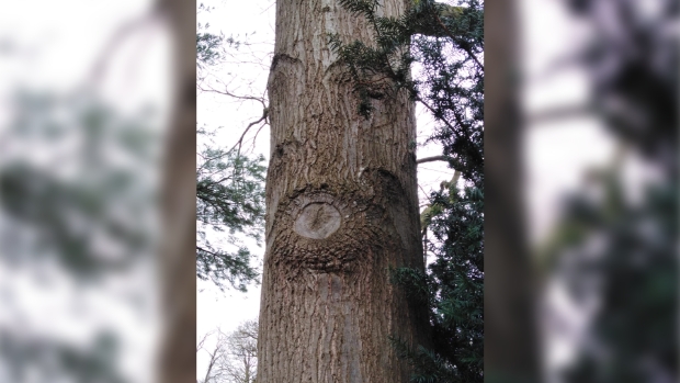 Familie-opstelling met thema in combinatie met de natuurwijsheid