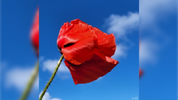 Foto 'Blue, white and red'