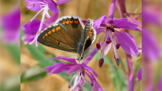 Bruin blauwtje op bloeiend wilgenroosje