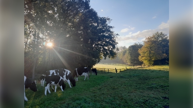 De familiekudde graast op kruidenrijkgrasland in het mooie Barlo