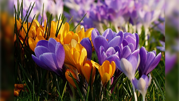 krokus