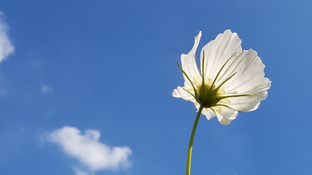Witte Cosmea