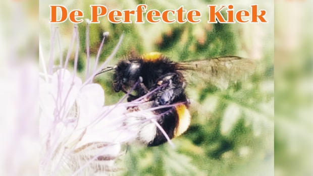 De Perfecte Kiek 