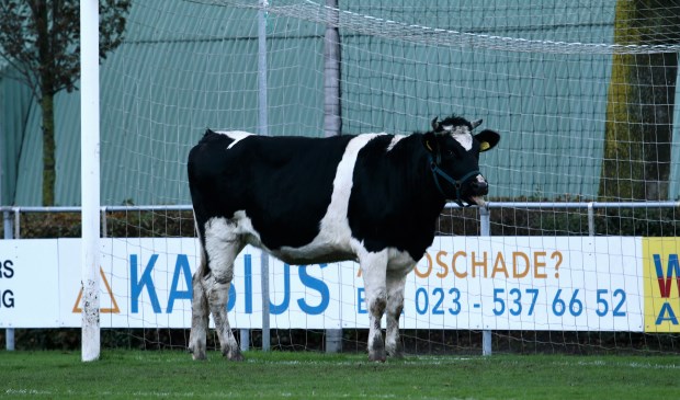 Waar schijt de koe bij FC Uitgeest