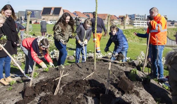 7a leerlingen van basisschool Kornak helpen met planten
Foto's: Anita Webbe