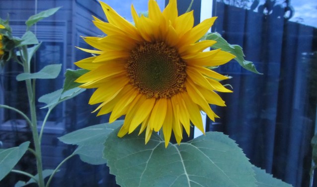 Zonnebloemen uit Oekraïne.