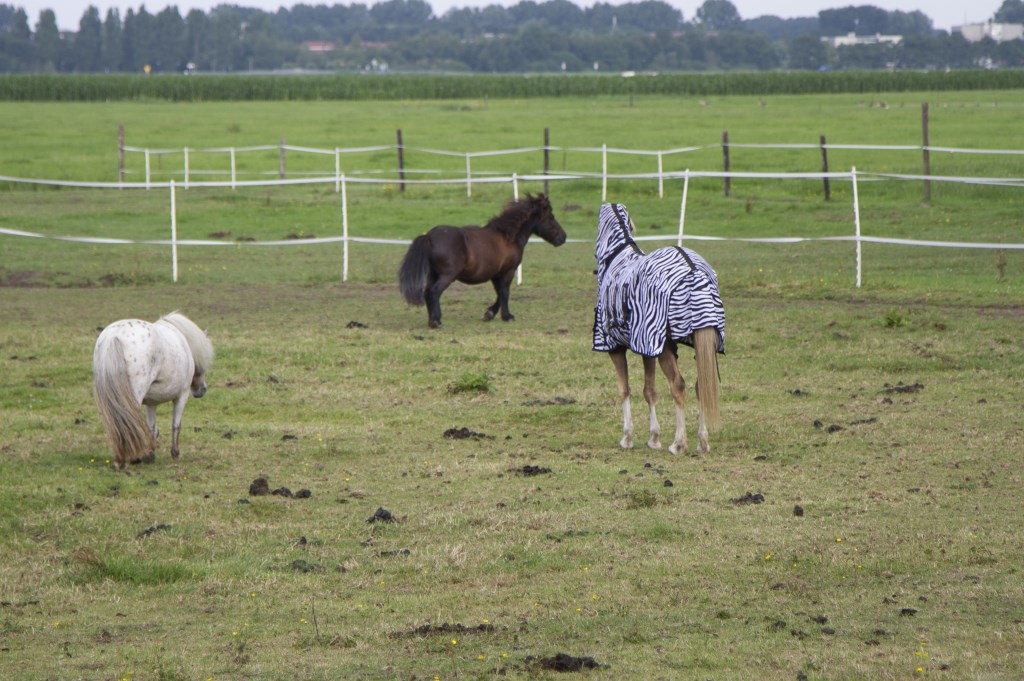 Foto's: Anita Webbe
