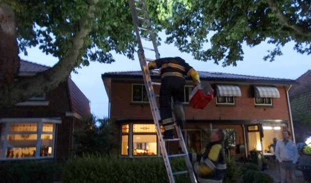 De kat uit de kastanjeboom.