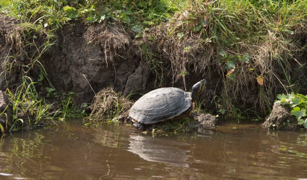Geelwangschildpad