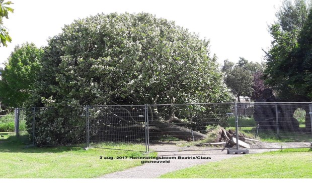 De boom op 3 augustus 2017. Foto: Piet Houtzager.
