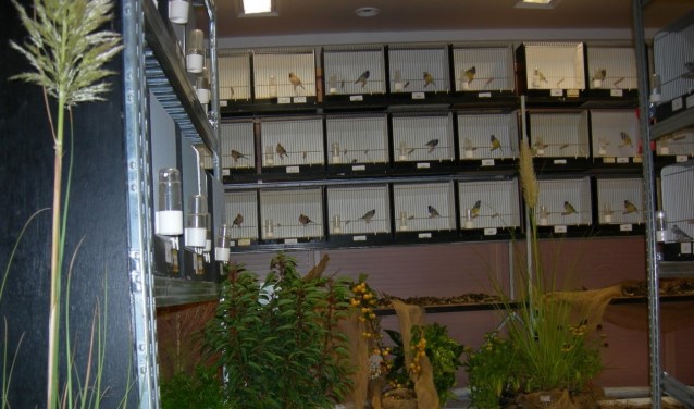 De leden van de vogelvereniging tonen hun vogels in een prachtige tentoonstelling.