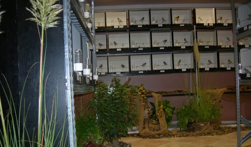 De leden van de vogelvereniging tonen hun vogels in een prachtige tentoonstelling.