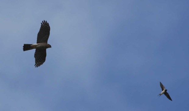 sperwer en boerenzwaluw op trek