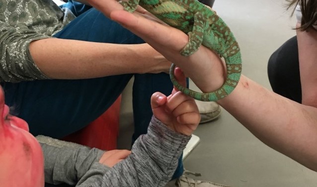 Tijdens de workshop Reptielen kunnen de kinderen echte reptielen zien en aanraken.