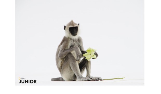 De foto waarmee Sander meedoet aan de fotowedstrijd van National Geographic