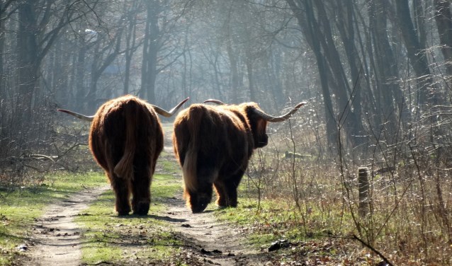 Twee Schotse Hooglanders in het Duinreservaat