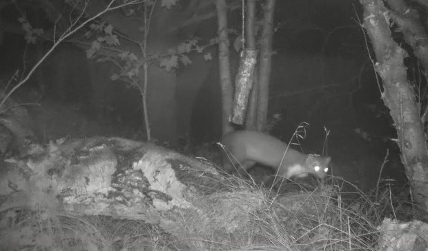 De Steenmarter werd op camera vastgelegd in het Noordhollands Duinreservaat