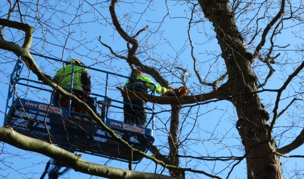 Dierenambulance medewerkster haalt Jaapie uit de boom