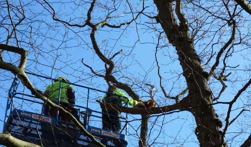 Dierenambulance medewerkster haalt Jaapie uit de boom