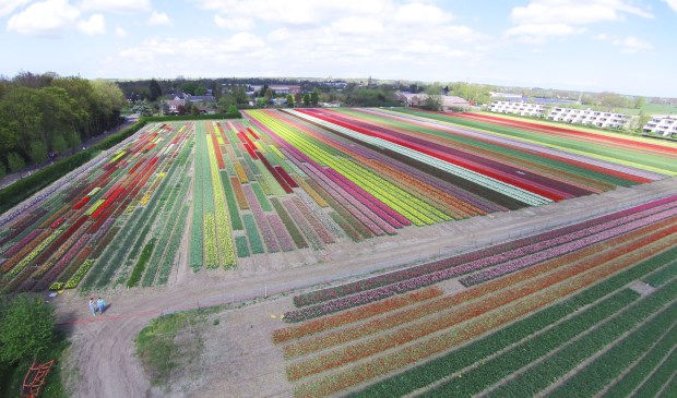 Bollenveld achter Holland Bulb Market