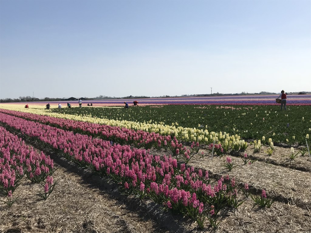 De bloemen worden van het land gehaald.
