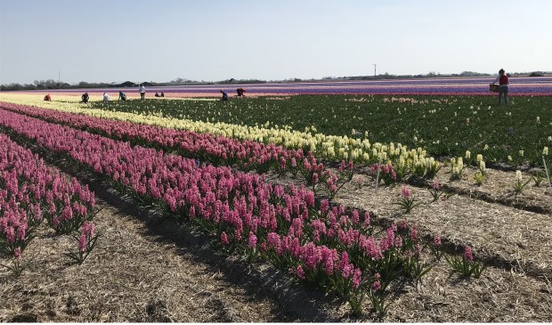 De bloemen worden geritst (van het land gehaald).