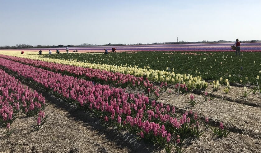De bloemen worden geritst (van het land gehaald).
