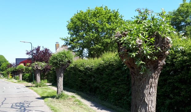 De karakteristieke knotwilgen aan de Hoogeweg.
