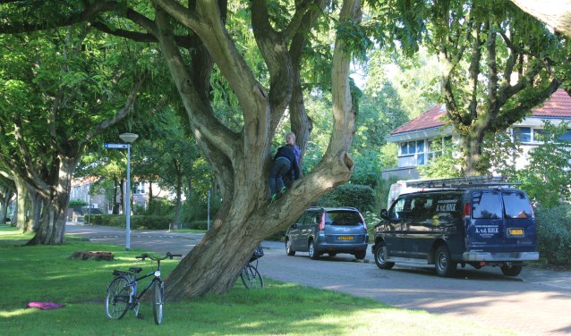 Bomen in de Willem de Zwijgerlaan