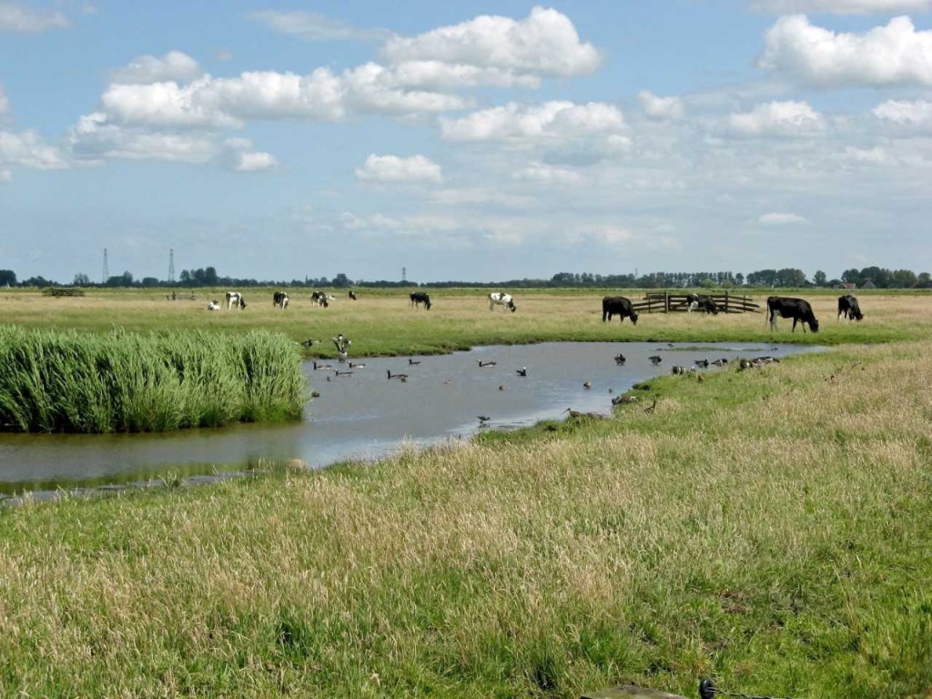 De Hempolder is een rijk water- en weidevogelgebied