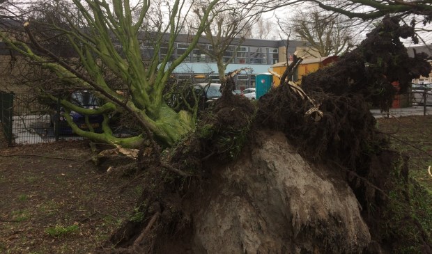 De storm in januari 2018 was te heftig voor deze boom op de Sluijsweidt.