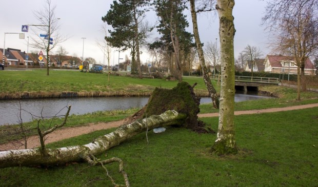 Januari 2018- bomen knakten als luciferhoutjes