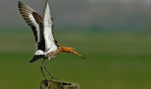 De grutto is een van de weidevogels die hier nestelt.