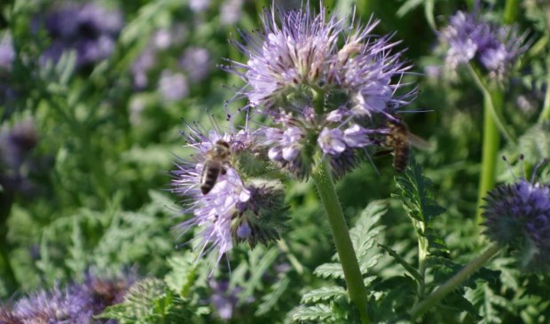 Phacelia: een echte bijenplant