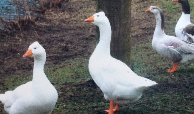 Op deze oude foto ziet u de twee witte ganzen op de voorgrond.