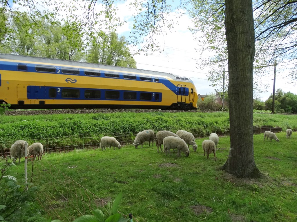 Grazende schapen langs de Vondelstraat