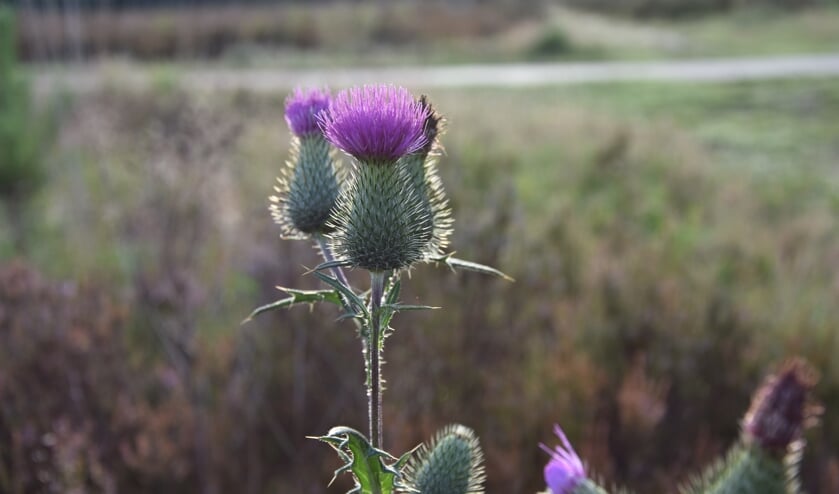 Akkerdistel op de Westert.