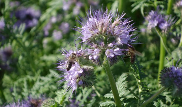 Phacelia: een echte bijenplant