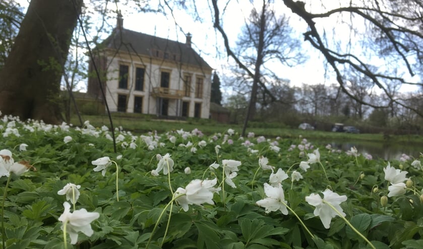 Bosanemoontjes sieren Landgoed Nijenburg.