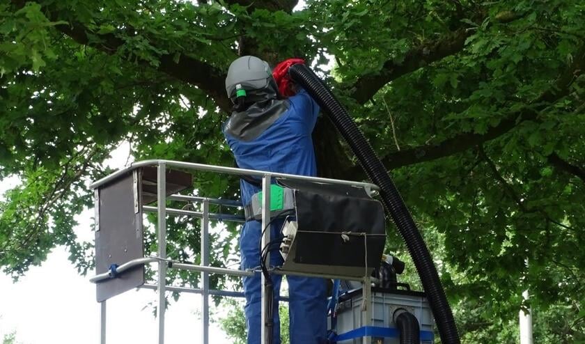 Hans Huisman in de hoogwerker om de rupsen te bestrijden.