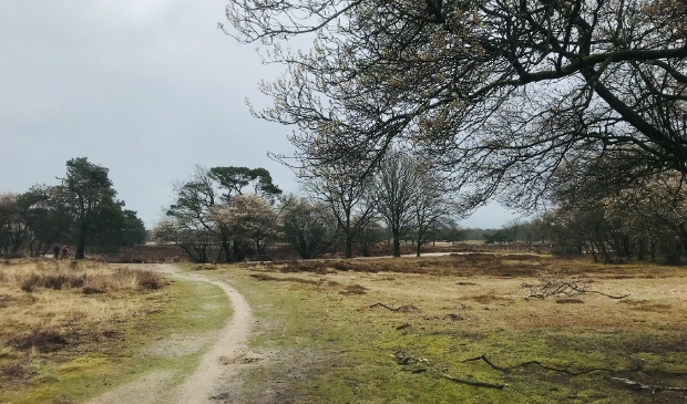 De hei bij Hilversum