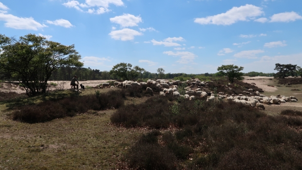 Zuiderheide 